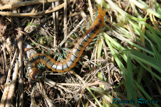 Scolopendra cingulata?